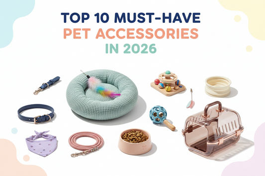 Top 10 Must-Have Pet Accessories in 2026